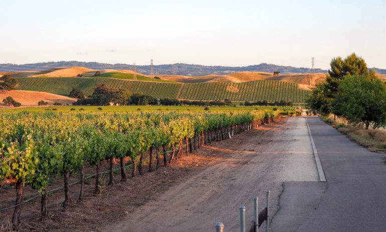 A vineyard and bike trail in Livermore Wine Country.