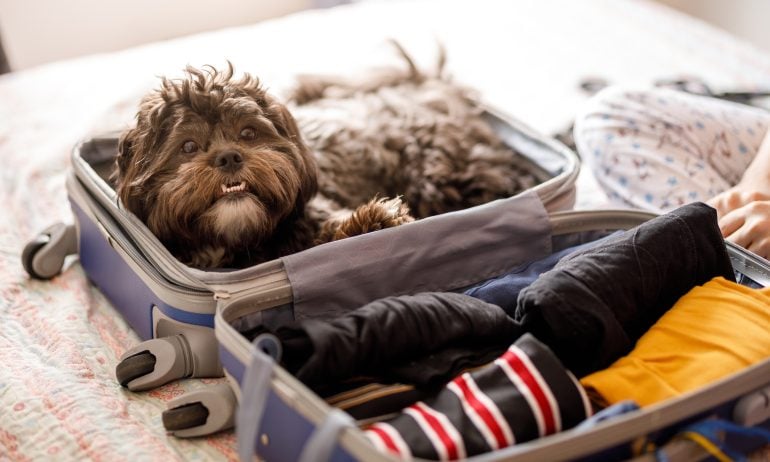 Cute dog inside of open suitcase