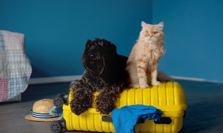 Cute pets and suitcase indoors. Pet friendly hotel