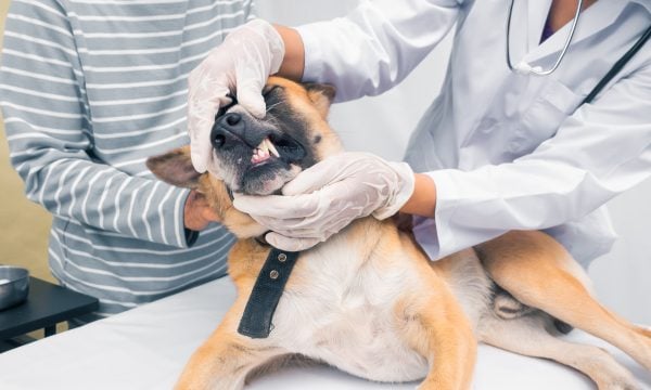 vet examining a dog's teeth