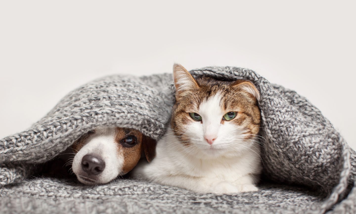 The Finest Pet Insurance coverage in California for 2024 – NerdWallet