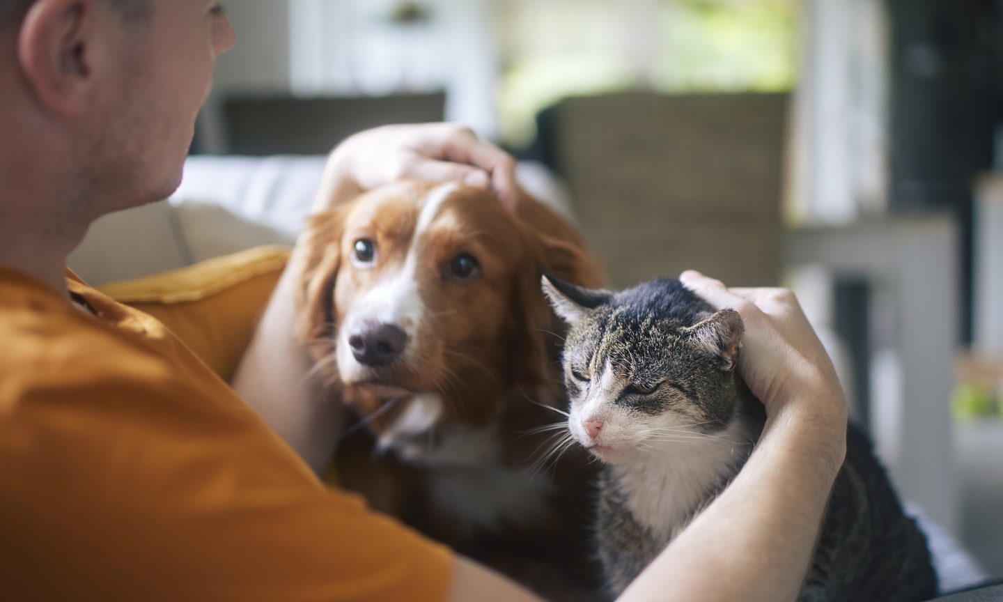 ManyPets Pet Insurance Review 2024: Pros and Cons ManyPets Pet Insurance Review 2024: Pros and Cons