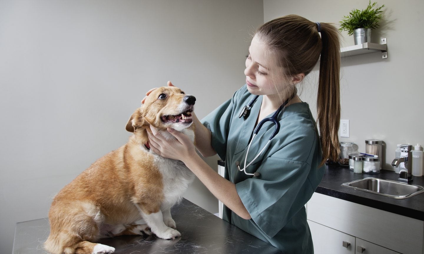 Prudent Pet Insurance Review 2024: Pros and Cons Prudent Pet Insurance Review 2024: Pros and Cons