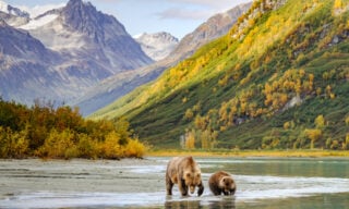 Animal, Bear, Mammal