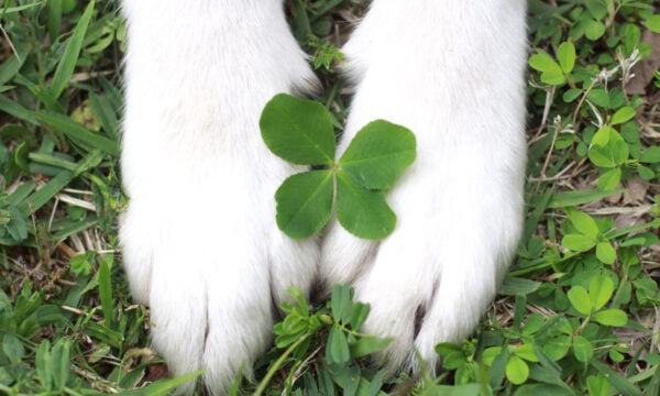 Leaf, Plant, Electronics