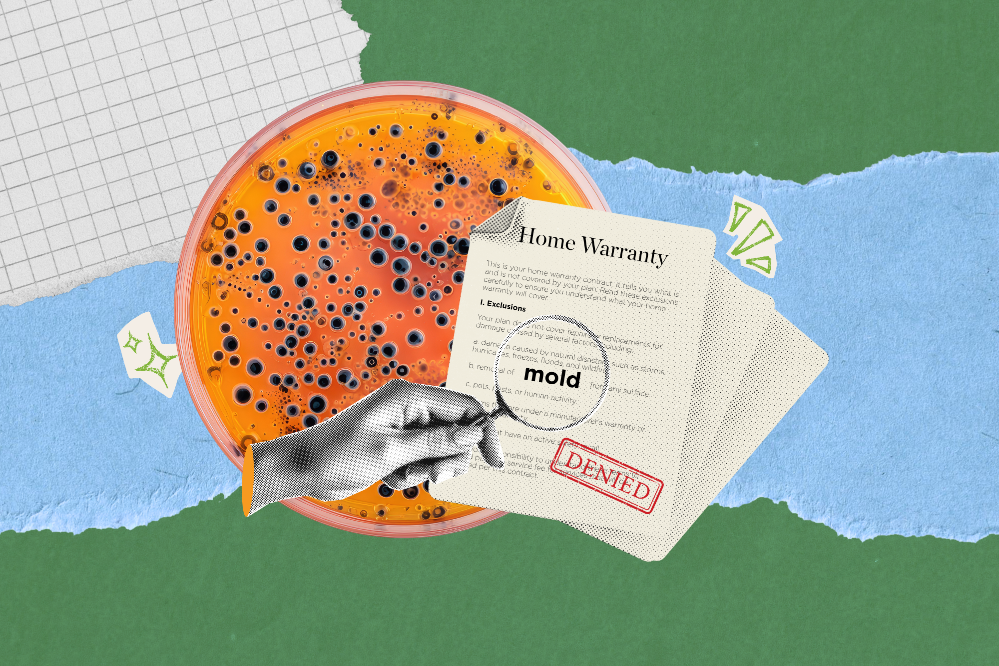 Conceptual illustration of a home warranty contract denial for mold. A petri dish with mold cultures is positioned near a magnifying glass focusing on the word 'mold' in the fine print. A red 'DENIED' stamp is visible.