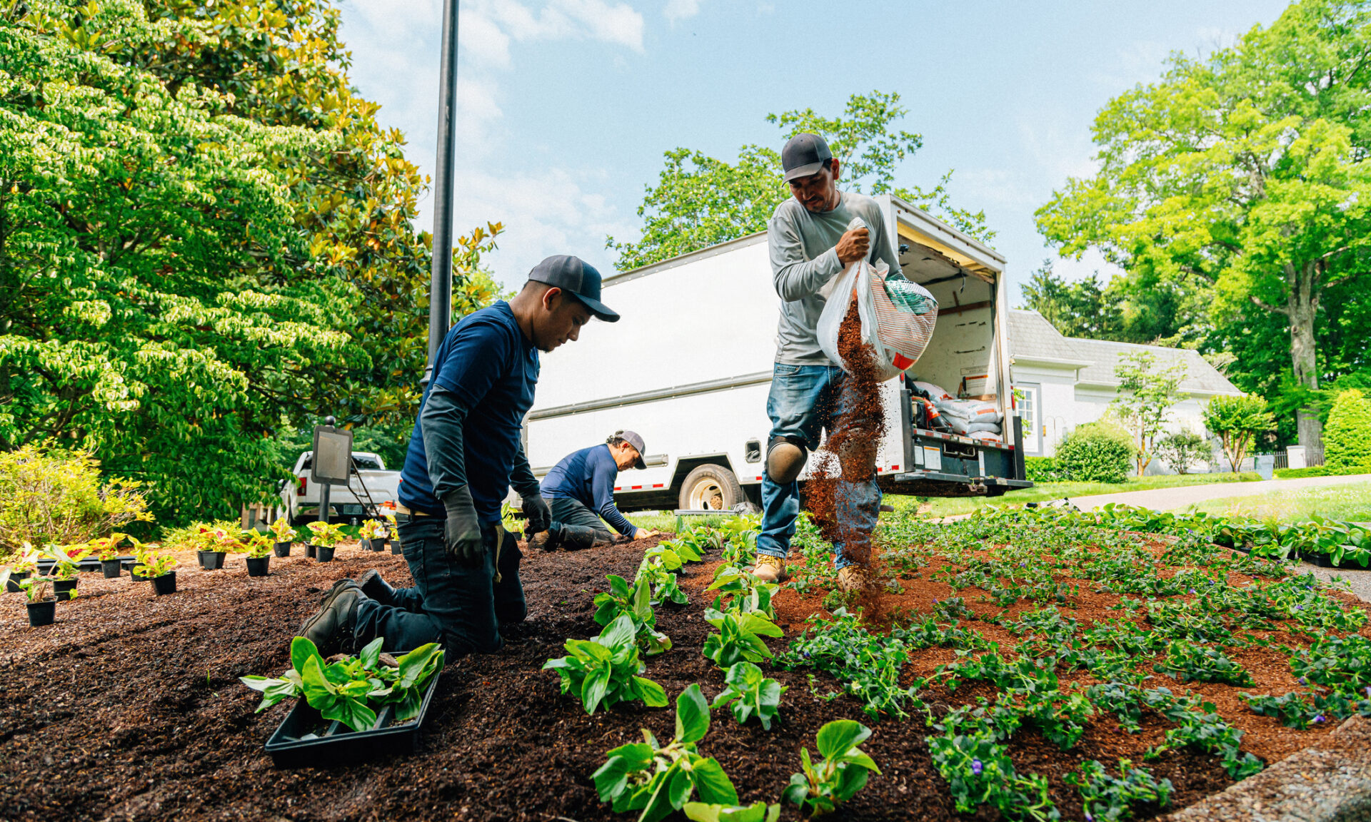 Professional Landscaper Hispanic Crew proudly working together to Plant a Flowerbed in a Public Neighborhood Park Median Green Space. Photo taken in Tennessee, USA (Southern USA)