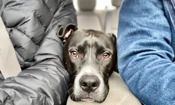 How to Pay for Pet Care in an Emergency