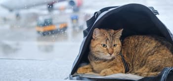 How to Take Your Cat on a Plane