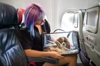 how to fly with a dog