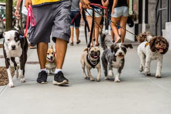 Dog's eye view of man walking several dogs on leashes