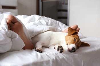 The Best Pet-Friendly Hotel Brands