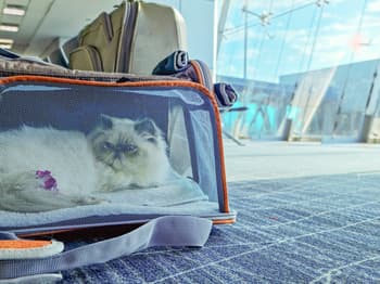 What to Know Before Flying Southwest Airlines with Pets