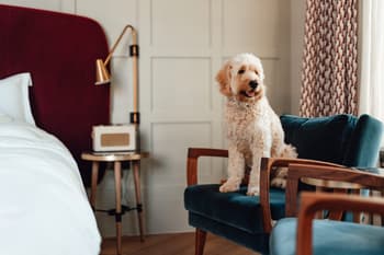 Is Marriott Pet-Friendly?