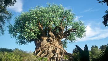 Animal Kingdom vs Hollywood Studios: Which Disney World Park Is Worth Your Time and Money?