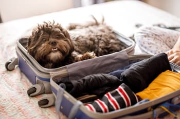 Cute dog inside of open suitcase