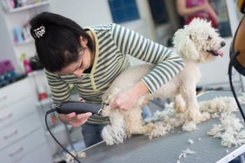 How Much to Tip a Dog Groomer?