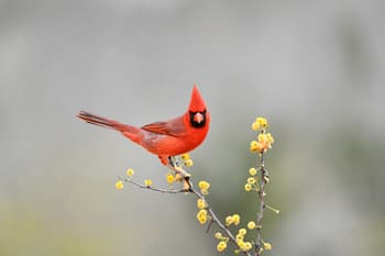 Animal, Bird, Cardinal