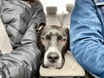 How to Pay for Pet Care in an Emergency