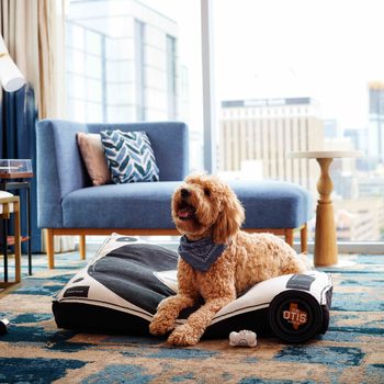 Traveling With Dogs Hotels: Top Pet-Friendly Stays You’ll Love