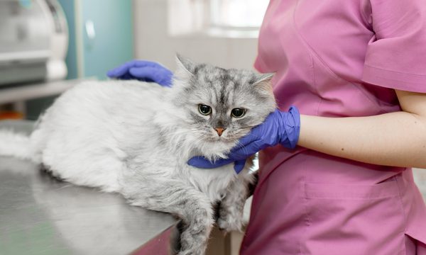 GettyImages-1156978930.jpg-7 Best Student Loans for Vet School of October 2019