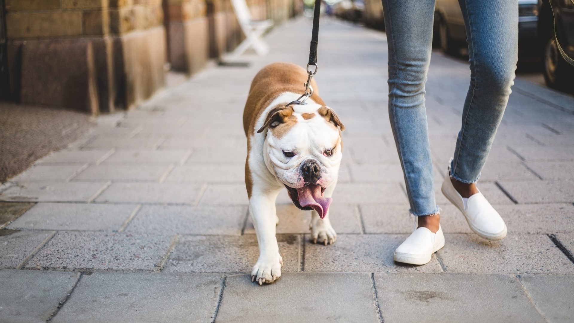 Rover vs. Wag: Which App Is Better for Making Money? - NerdWallet