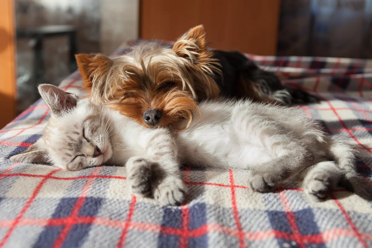 Is Pet Insurance Worth the Cost?