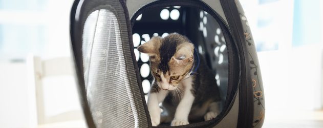 How to Travel With a Cat on Spirit: Ultimate Pet Travel Guide