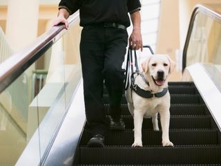 International Travel With Service Dog: Essential Tips for Smooth Journeys