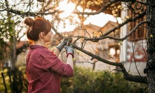 Does Home Insurance Cover Tree Removal?