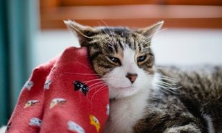 How Do Pet Insurance Deductibles Work?