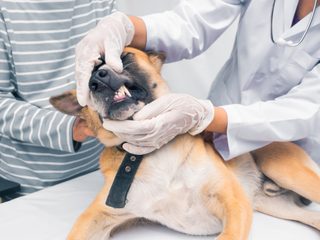 Does Dog Insurance Cover Teeth Cleaning: Essential Insights