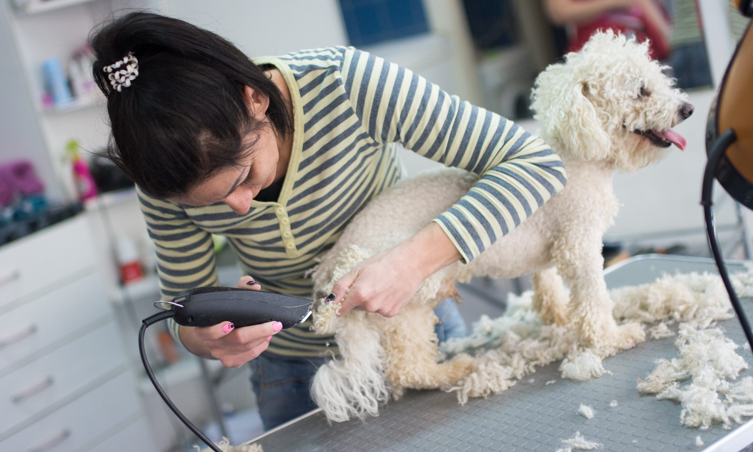 How Much Should You Tip a Dog Groomer: Ultimate Guide 2025