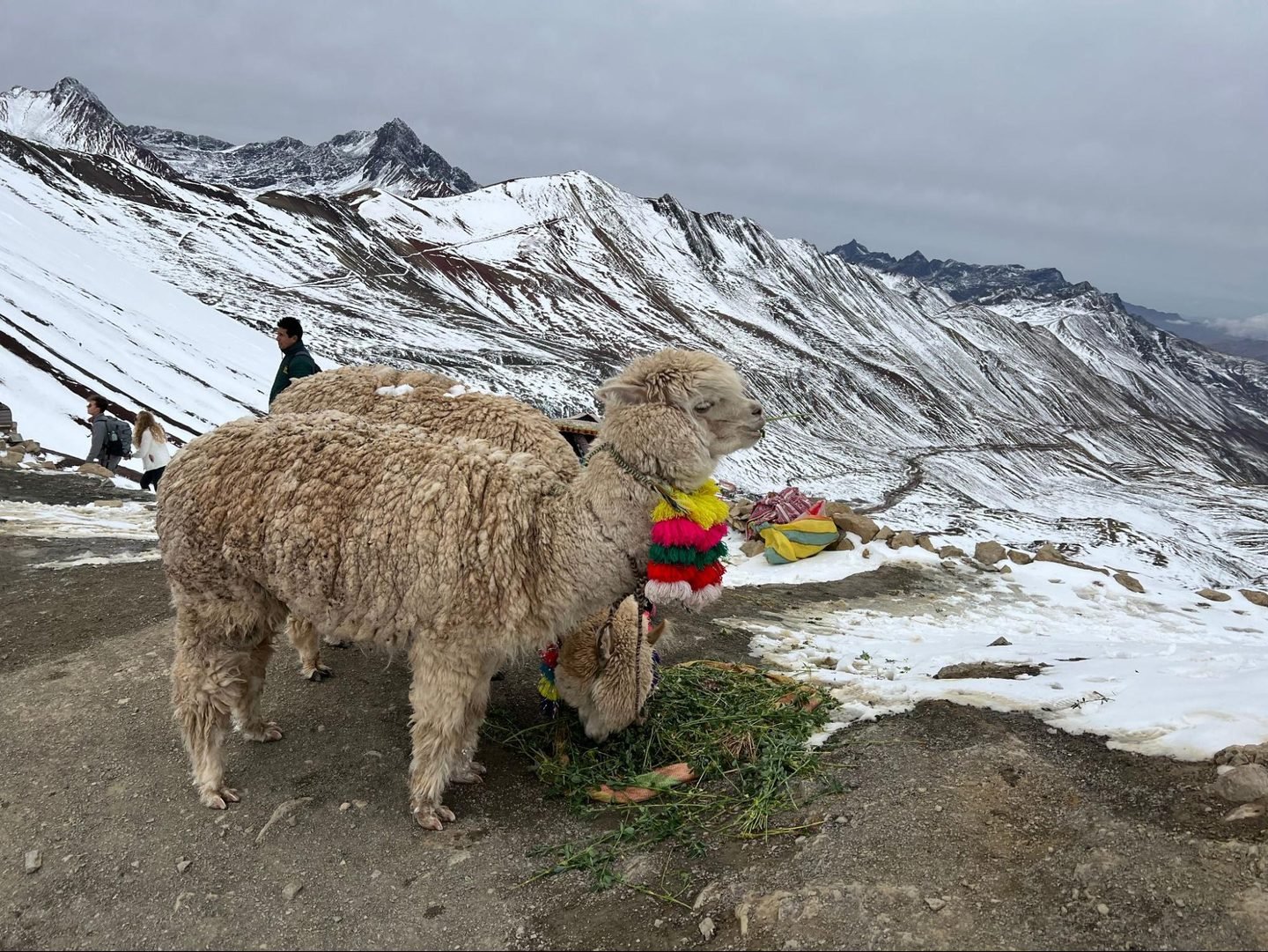 Person, Animal, Livestock