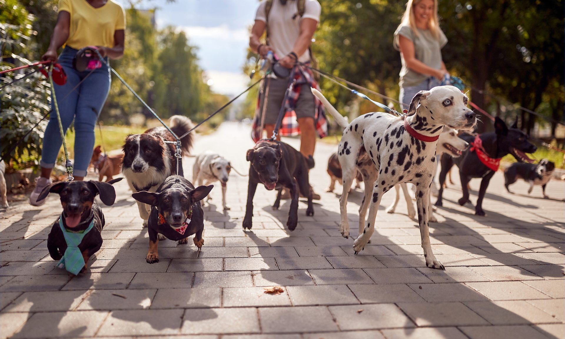 5 Things to Know About the Nibbles Credit Card