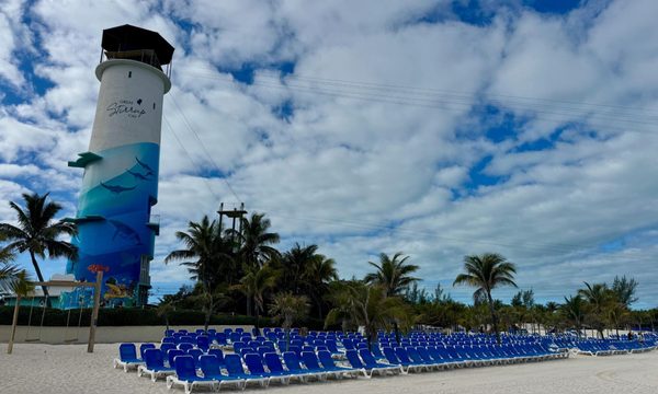 Summer, Palm Tree, Plant