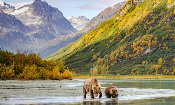 Animal, Bear, Mammal