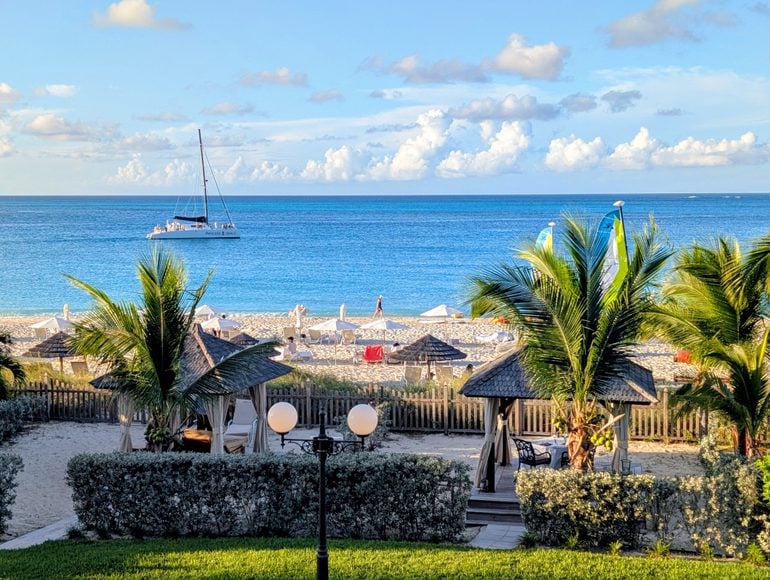 Summer, Palm Tree, Plant