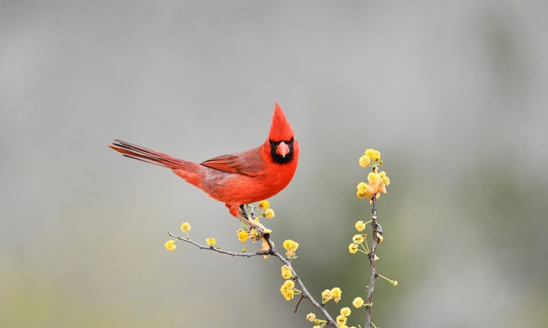 Animal, Bird, Cardinal