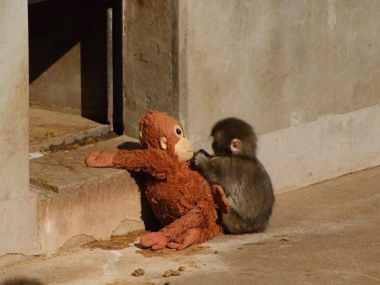 I Should Have Bought Punch’s Ikea Monkey When I Had the Chance