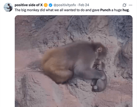 Animal, Baboon, Mammal