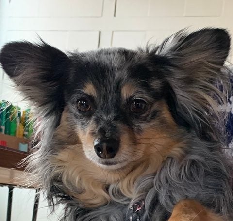 The writer's reactive dog