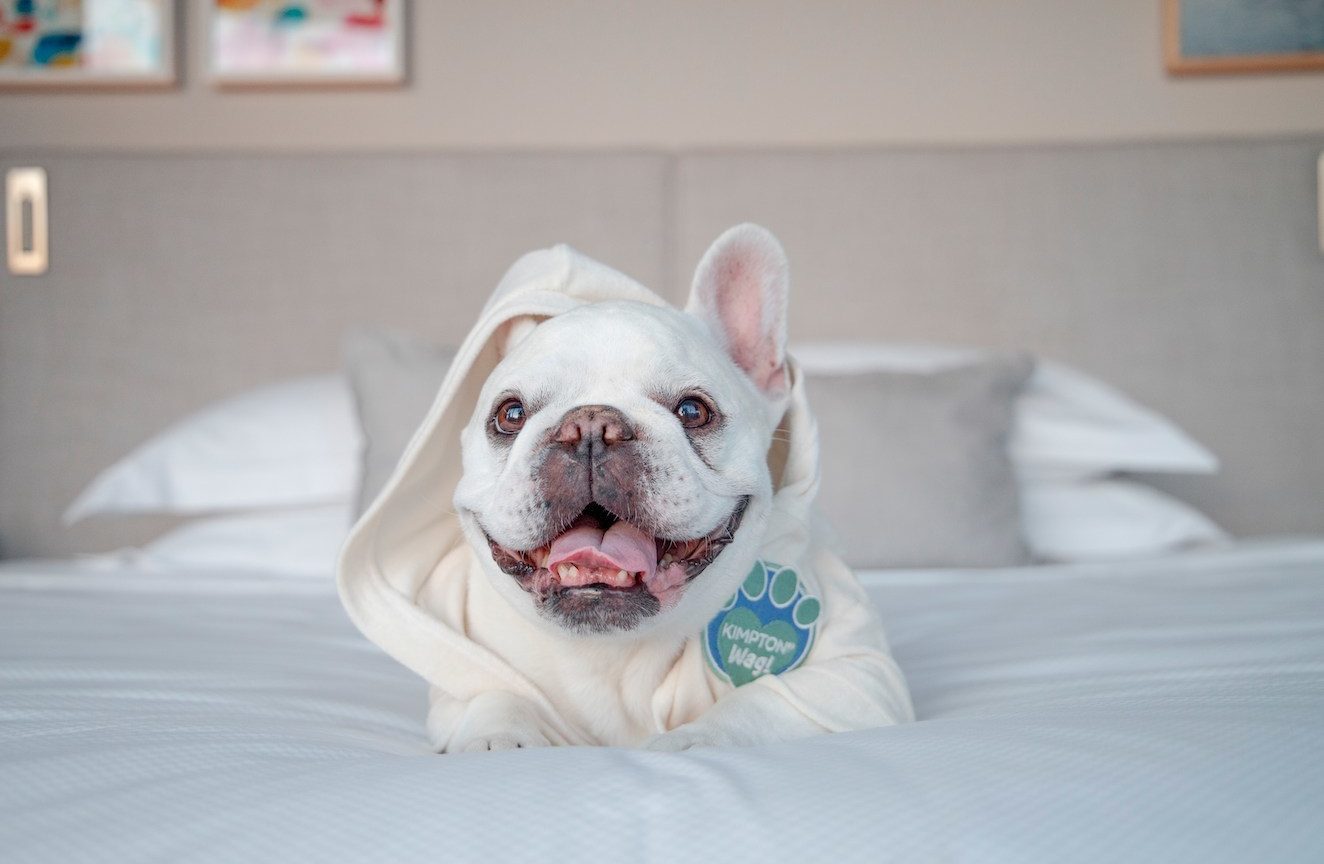 Animal, Bulldog, Canine