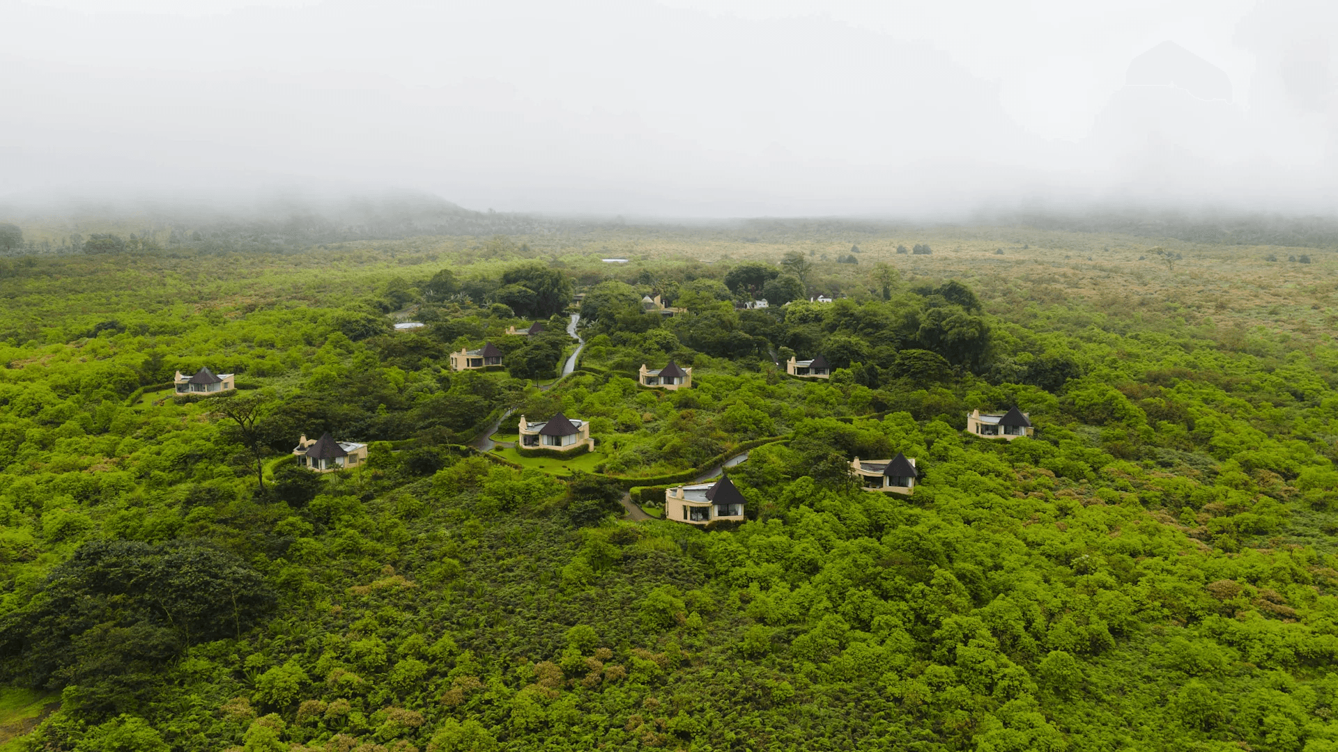 Plant, Vegetation, Land