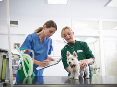 Pet Owners Avoid the Vet as Household Finances are Squeezed